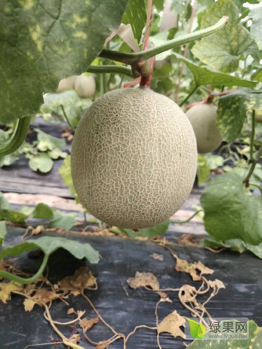 2019年山东莘县新甘蜜宝价格