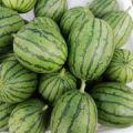 精品吊西瓜，立架种植大量上市