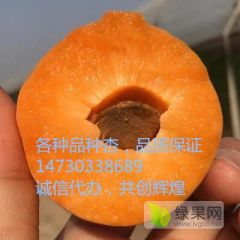 我处凯特杏金太阳杏即将大量成熟品质保证