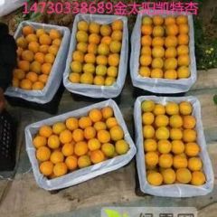 产地直销凯特杏金太阳杏等14730338689袁