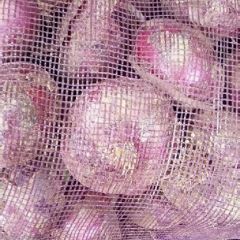 紫皮早熟洋葱大量有货