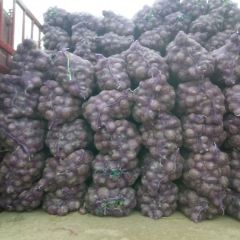 早熟洋葱 已经大量上市