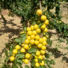 珍珠油杏现大量供应，现已上市，有需要的老板联系15065842699