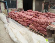 河南晚蒜大量上市45以上的品种好。