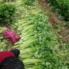 芹菜大量上市价格便宜
