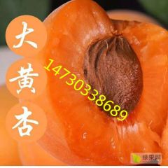 凯特杏即将大量成熟欢迎新老客户前来采购