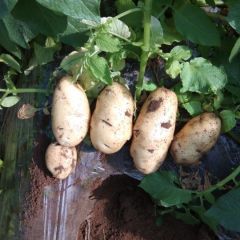 安丘土豆早买早赚大盛小赵诚信合作