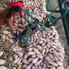 金韩密本，特优密本，量大从优，，