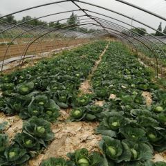 大量出售甘蓝200亩