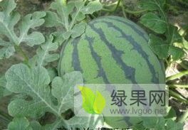 辽宁锦州凌海市大棚甜王、00678西瓜上市