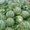 商丘万亩西瓜基地西瓜大量上市