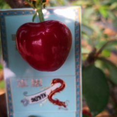 山东沂源燕崖大樱桃大量上市了