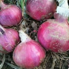 2019河南焦作红皮洋葱新鲜上市