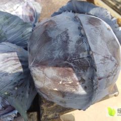 大量出售 紫甘蓝