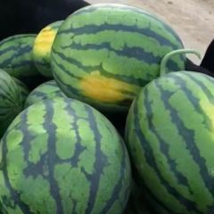 保定清苑西瓜已上市，欢迎广大客商