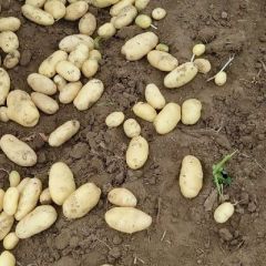 滕州市荷兰十五大量供应中