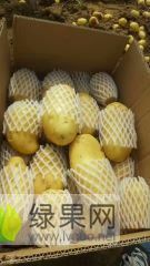 平度市露天荷兰十五土豆即将大量上市