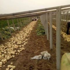 土豆大量上市欢迎考察