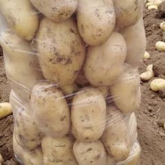荷兰15土豆早大白土豆。