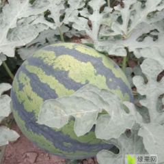 西瓜。口感甘甜，南瓜个头均匀，颜色亮。