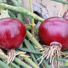甘肃洋葱畅销全国专业代办值得信赖!