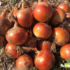 甘肃民勤洋葱代办王万勇诚信合作！