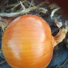 甘肃洋葱代办，诚信与您合作！