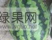 供应辽宁凌海甜王大西瓜
