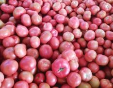 河南新乡大量供应硬粉西红柿