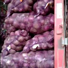 洋葱，早熟紫皮洋葱大量供应