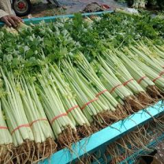 山东省泰安市优质芹菜便宜了大量上市中