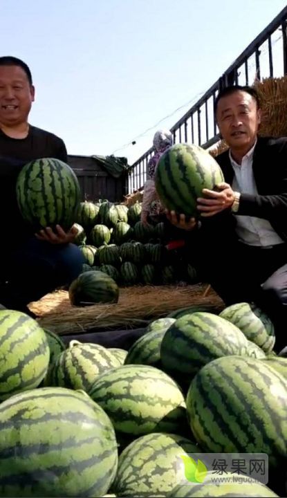 2019年山东青州甜王系列价格