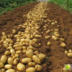湖北新土豆上市 大量供应中