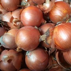 甘肃金武地区洋葱8月1号全面上市！