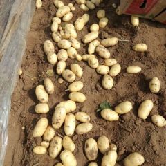 滕州万亩荷兰土豆