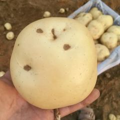 兴城大寨李洋早大白，中暑5号土豆