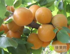 丰园红杏子，金太阳、凯特、已经陆续成熟上市
