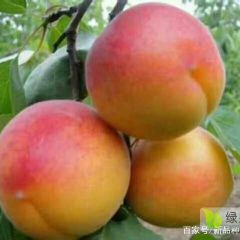 丰园红杏45起步