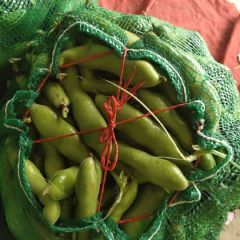 江苏大丰新鲜蚕豆，新鲜绿色放心蔬菜