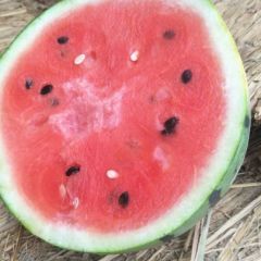 饶阳京欣西瓜大量上市了