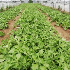 非洲冰草 南通海门 大量上市产地直销