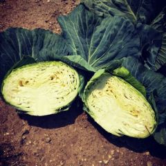 平度地区扁包菜大量供应！