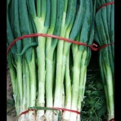 产地直销薄膜大葱