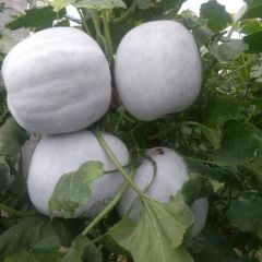 大量供应莘县一串铃冬瓜