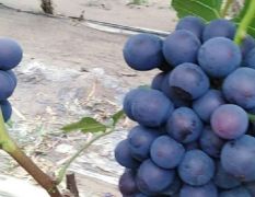 一千多亩葡萄大棚，品种有超早熟，红无核，夏