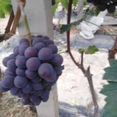 超早熟葡萄上市中