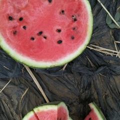 实力代发全国山东，河北，东北三省等各地区甜王，京欣西瓜，