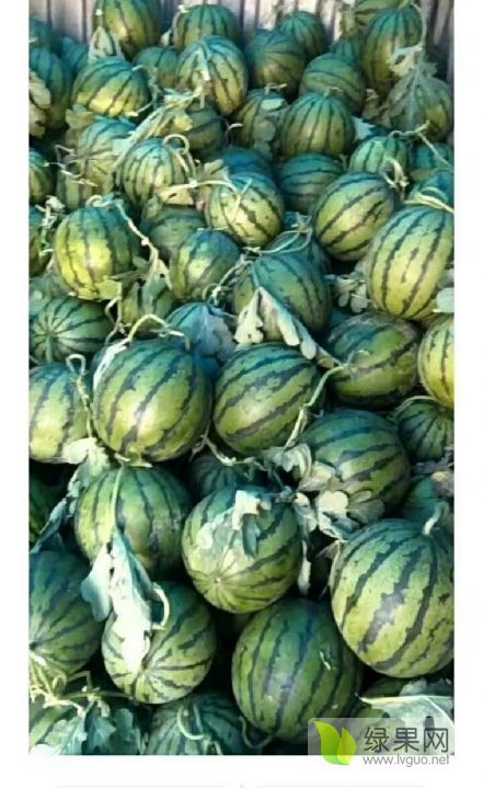 2019年河南中牟京欣价格