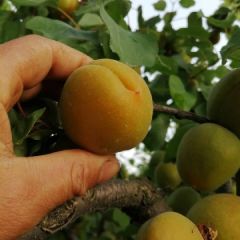 金太阳杏，大面积上市