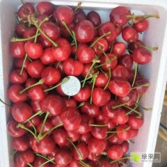 樱桃大量上市中，